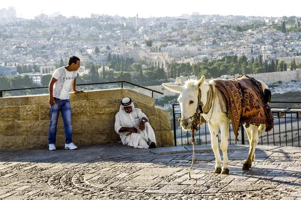 Een Arabische met een ezel op de Olijfberg in Jeruzalem. ISRA — Stockfoto