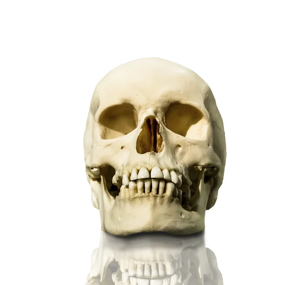 Ludzka czaszka izolowana na białym tle — Zdjęcie stockowe