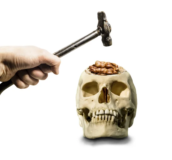 The hand with the hammer hovered over the open skull with the br — Stock Photo, Image