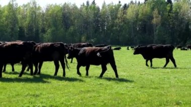 İnek sürüsü doğurmak kara Angus yeşil alana otlatma 