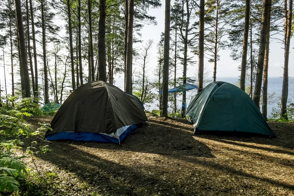 Le tende sono in piedi nella foresta — Zdjęcie stockowe