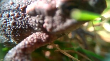 Kurbağa yakın çekim ağır çekim video