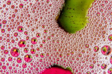 Sıvının yüzeyinde çok renkli köpük kabarcıkları var. Soyut makro resim.