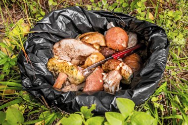 bir paket içinde yabani mantar ormanda bir bıçakla bir demet