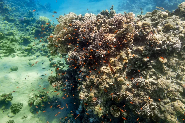 Coral reef onder water van de rode zee — Stockfoto