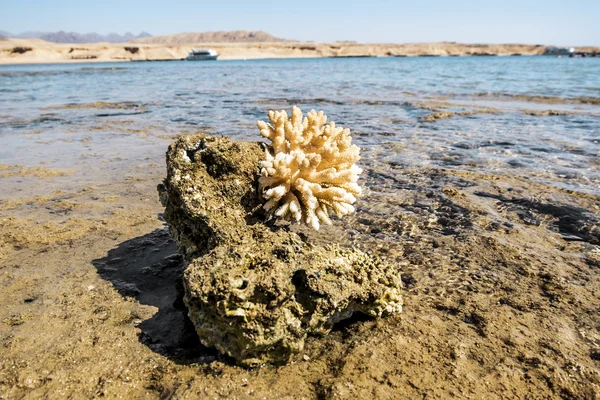 Coral Reef in the nature reserve of Ras Mohammed on the Red Sea — Stock Photo, Image