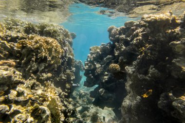 mercan kayalığı sudan Kızıl Deniz altında 