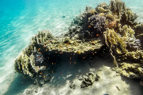 Coral reef onder water van de rode zee — Stockfoto