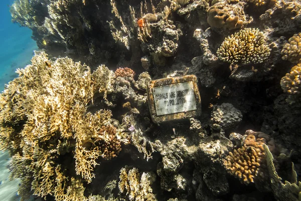 Coral Reef under water of the Red Sea