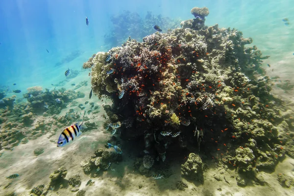 Coral reef onder water van de rode zee — Stockfoto