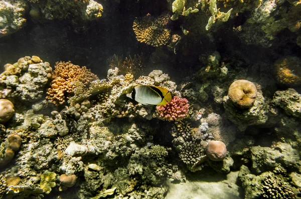 Kleurrijke vissen zwemmen op een koraal rif in de rode zee — Stockfoto