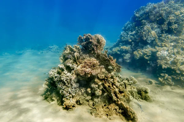 Coral reef onder water van de rode zee — Stockfoto