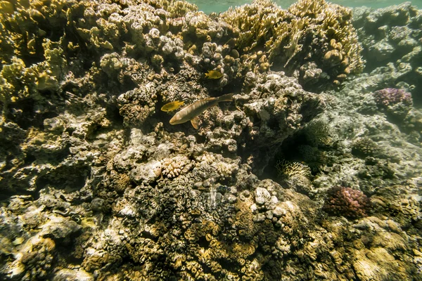 Kleurrijke vissen zwemmen op een koraal rif in de rode zee — Stockfoto