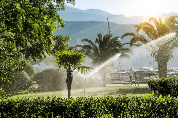 Sistema de riego de césped para regar la vegetación al amanecer — Foto de Stock