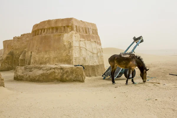 The scenery for the movie "Star wars" and the horse in the Sahar — Stock Photo, Image