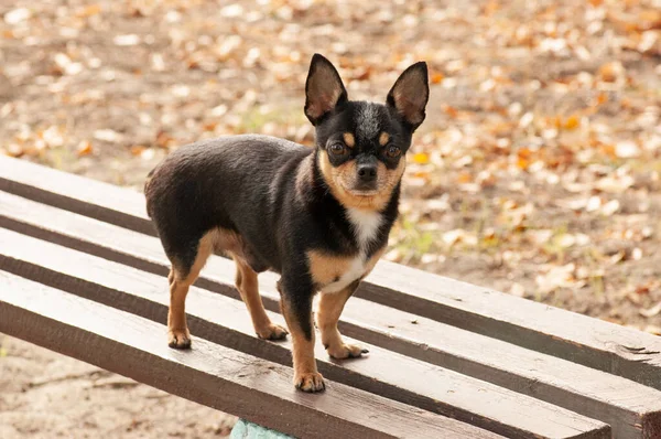 Pet dog walks on the street. Chihuahua dog for a walk. Chihuahua black, brown and white. Cute puppy on a walk. Dog in the garden or in the park Well groomed dog Chihuahua mini smooth haired