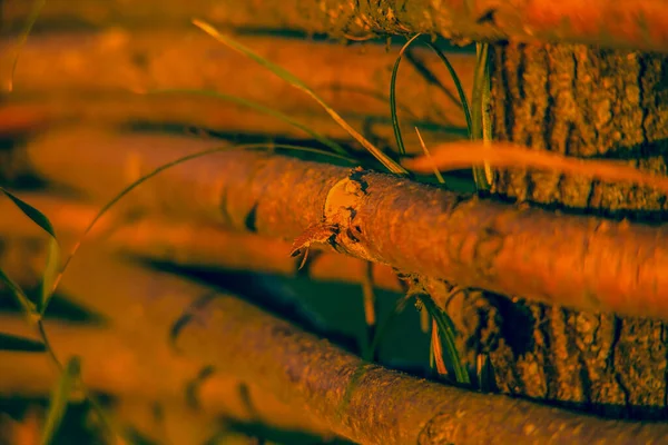 Valla Mimbre Vid Textura Fondo Valla Mimbre Vides Tejidas Textura —  Fotos de Stock