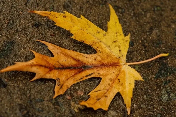 Foglie Bagnate Foglie Autunno Sul Marciapiede Autunno Oro — Foto Stock