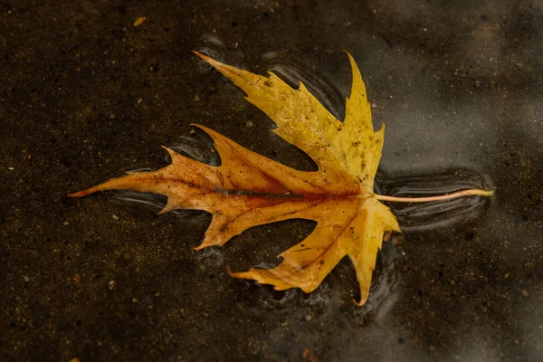 Foglie Bagnate Foglie Autunno Sul Marciapiede Autunno Oro — Foto Stock