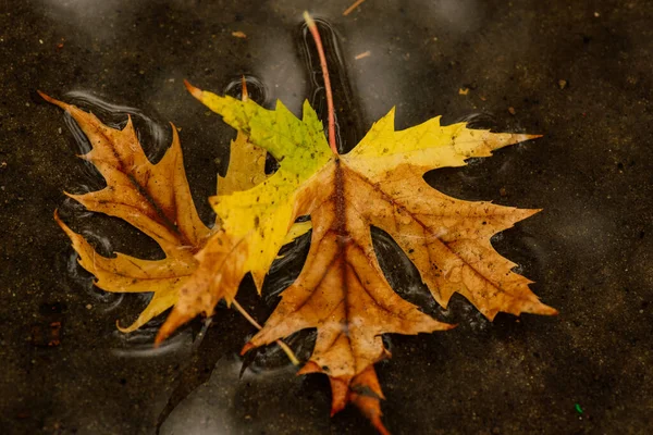 濡れた葉 歩道には秋の紅葉 黄金の秋 — ストック写真