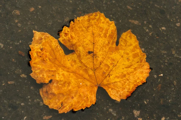 Foglie Bagnate Foglie Autunno Sul Marciapiede Autunno Oro — Foto Stock