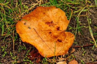 Çimenlerdeki sonbahar yapraklarının soyut arkaplanı. Sonbahar yaprakları. Su dökülen yapraklara düşer. Yeşil çimlerin üzerinde sonbahar yaprakları, yukarıdan manzara