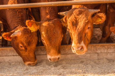 Çiftlikteki limuzin boğaları. Limuzin boğaları çiftlikte vakit geçirir. Boğalar yer ve ağılda dururlar. Çiftlik. Buğdaylı kepek yiyen boğalar.