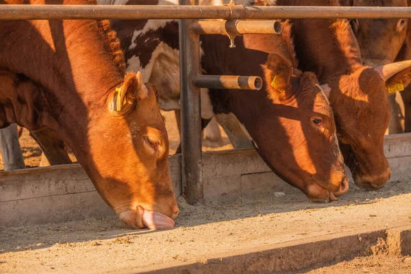 Toros Limusina Una Granja Los Toros Limusina Pasan Tiempo Granja — Foto de Stock