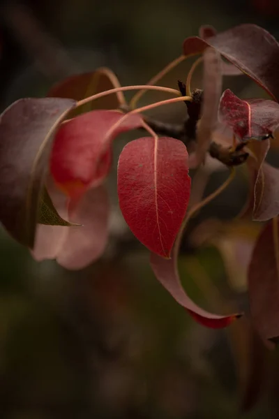 Kleurrijke Achtergrond Van Herfstbladeren Verbazingwekkende Kleurrijke Achtergrond Van Herfstbladeren Achtergrond — Stockfoto