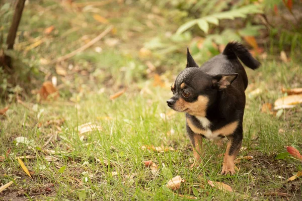 宠物狗奇瓦瓦在街上散步 奇瓦瓦犬散步 奇瓦瓦黑色 棕色和白色 清晨散步时 可爱的小狗 秋天的狗在花园里或公园里散步 — 图库照片