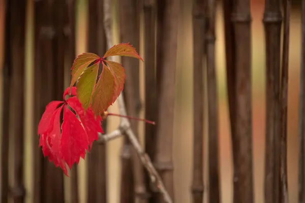 Абстрактный Фон Осенних Листьев Осенний Фон Дерево Ветви Осенними Листьями — стоковое фото