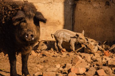 Macar kıvırcık domuzu Mangalitsa. Mangalitsa kıvırcık saçlı domuzlar. Mangalica, çiftlikte evcil bir Macar domuzu.
