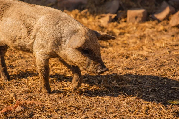 Krullend Varken Van Het Hongaarse Ras Mangalitsa Mangalitas Krullende Haarzwijnen — Stockfoto