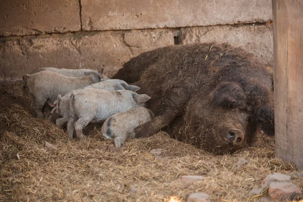 Curly Pig Hungarian Breed Mangalitsa Mangalitsas Curly Hair Hogs Mangalica — Stock Photo, Image