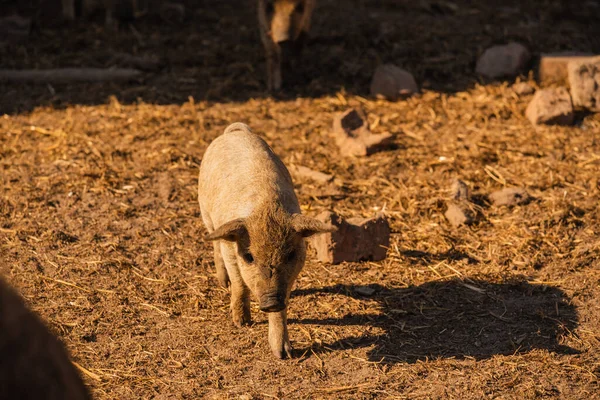 Curly pig of Hungarian breed Mangalitsa. mangalitsas curly hair hogs. Mangalica a Hungarian breed of domestic pig on the farm — Stock Image Curly Pig Hungarian Breed Mangalitsa Mangalitsas Curly Hair Hogs Mangalica Royalty Free Stock Images