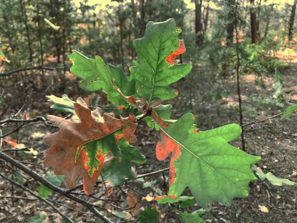 Herbstliche Ahornblätter Wald Bunter Hintergrund Der Herbstblätter Erstaunlich Bunte Hintergrund — Stockfoto