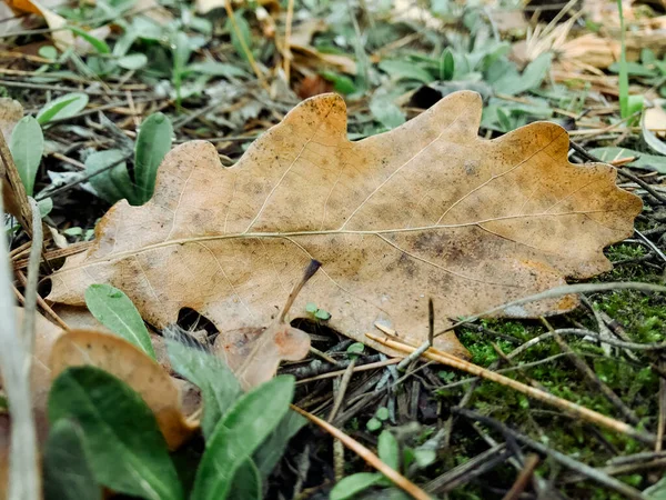 Jesienne Liście Klonu Lesie Kolorowe Tło Jesiennych Liści Niesamowite Kolorowe — Zdjęcie stockowe
