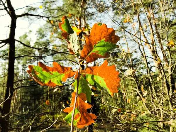 Foglie Acero Autunnale Nella Foresta Sfondo Colorato Foglie Autunnali Incredibile — Foto Stock