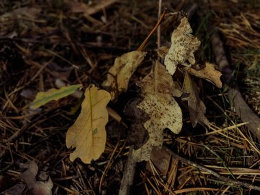 Sonbahar akçaağaç yaprakları ormanda. Sonbahar yapraklarının renkli arkaplanı. Ormandaki sonbahar yapraklarının inanılmaz renkli arka planı. Çokrenkli akçaağaç sonbahar arkaplanından ayrılıyor.