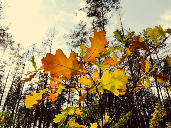 Autumn maple leaves in the forest. Colorful background of autumn leaves. Amazing colorful background of autumn leaves background in the forest. Multicolor maple leaves autumn background.