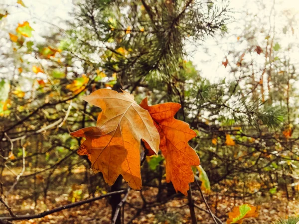 Sonbahar Akçaağaç Yaprakları Ormanda Sonbahar Yapraklarının Renkli Arkaplanı Ormandaki Sonbahar — Stok fotoğraf