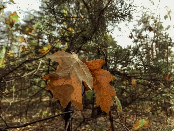 Φθινοπωρινά Φύλλα Σφενδάμου Στο Δάσος Πολύχρωμο Φόντο Φθινοπωρινών Φύλλων Καταπληκτικό — Φωτογραφία Αρχείου