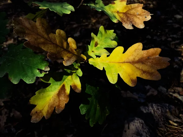 Feuilles Érable Automne Dans Forêt Fond Coloré Feuilles Automne Incroyable — Photo