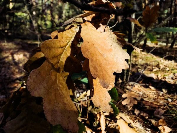 Herbstliche Ahornblätter Wald Bunter Hintergrund Der Herbstblätter Erstaunlich Bunte Hintergrund — Stockfoto