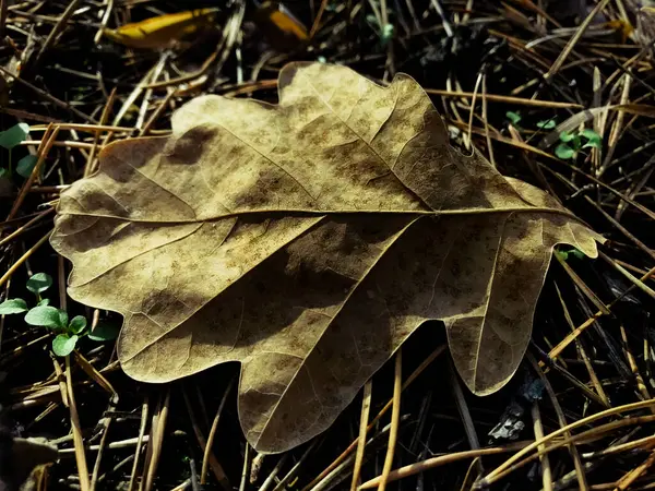 Feuilles Érable Automne Dans Forêt Fond Coloré Feuilles Automne Incroyable — Photo