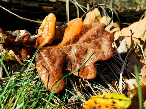 Hojas Arce Otoño Bosque Fondo Colorido Hojas Otoño Increíble Fondo — Foto de Stock