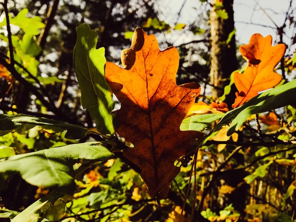 Őszi Juharfalevelek Erdőben Színes Őszi Levelek Háttere Csodálatos Színes Háttér — Stock Fotó