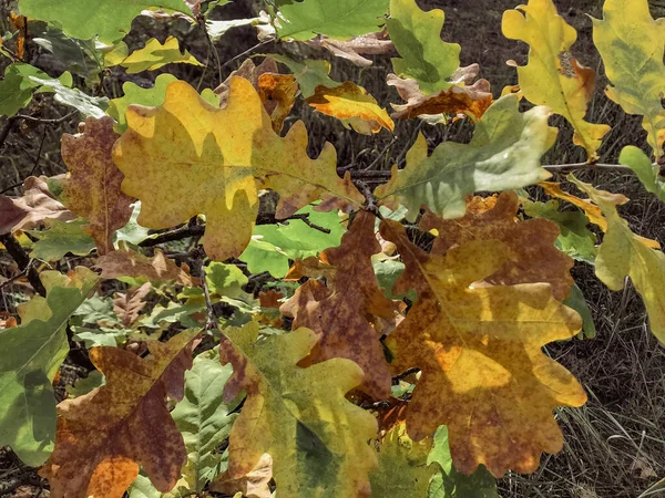 秋天的枫叶在森林里 秋天树叶的色彩斑斓的背景 令人惊奇的五彩缤纷的秋天背景树叶背景在森林里 五彩缤纷的枫叶秋天的背景 — 图库照片