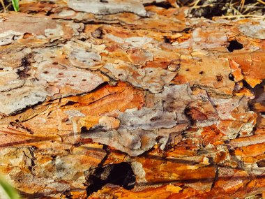 Tahta doku. Ağaç kabuğu. Tasarımcı için malzeme. Gövde, ahşap, soyut,