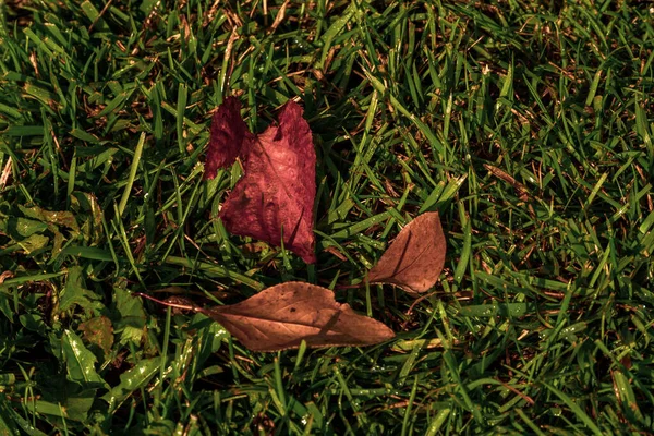 Feuille Sur Herbe Verte Bouleau Feuilles Automne Laisse Sur Herbe — Photo